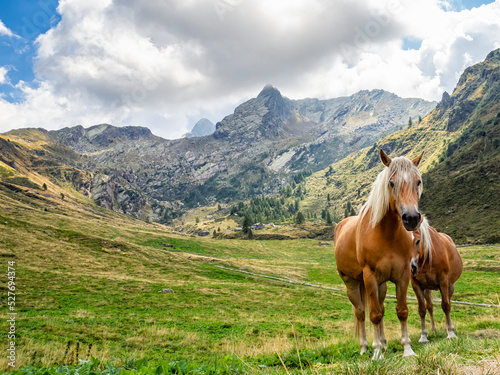 Horses in Valvarrone valley on the Italian alps