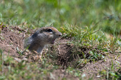 Caucasian mountain ground squirrel or Spermophilus musicus photo