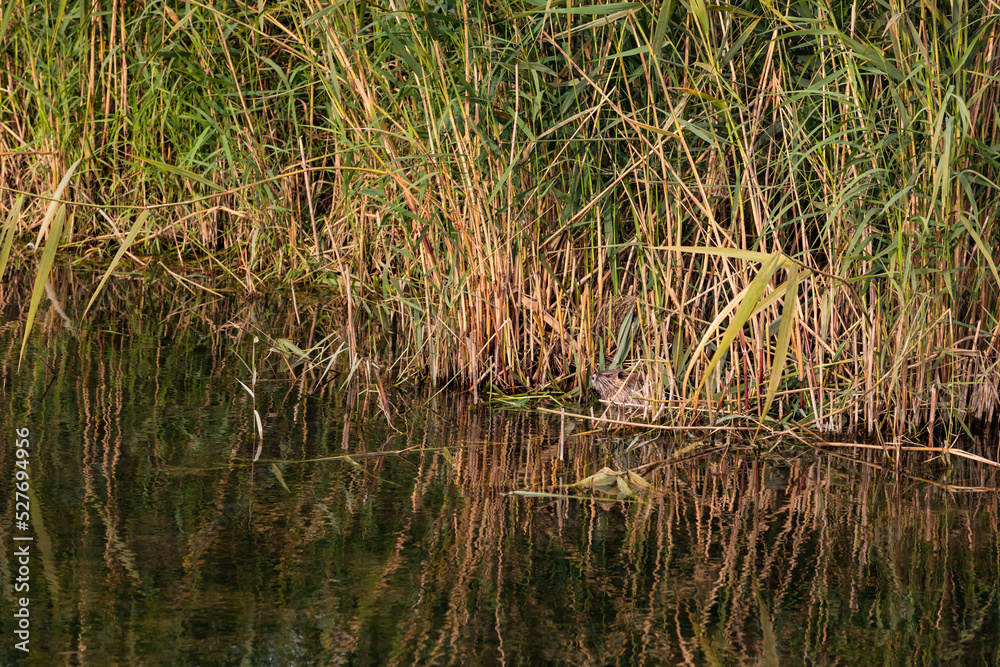 A beaver-like nutria in a body of water in a protected forest area with a lot of grass and marshland A beaver-like nutria in a body of water in a protected forest area with a lot of grass and marshland