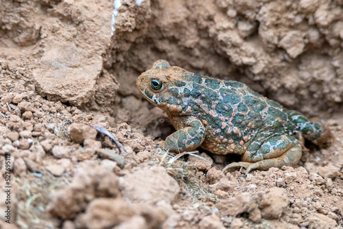 Close up of European green toad or Bufo viridis