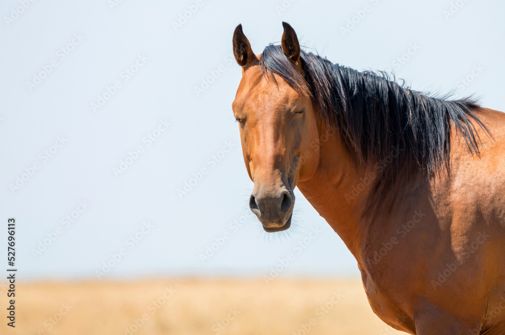 Obraz premium Close-up portrait of wild stallion in summer steppe