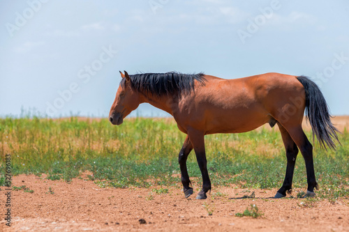 Portrait of wild bay stallion in summer steppe photo
