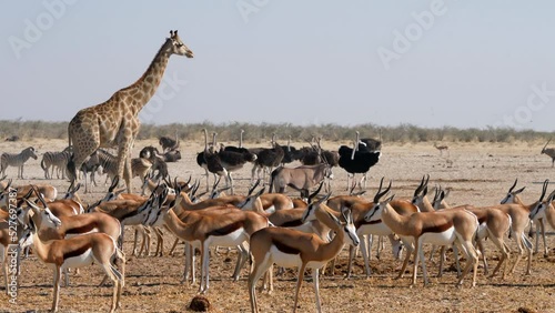 Wild animals gather around a waterhole in Etosha National Park, Namibia, Africa.