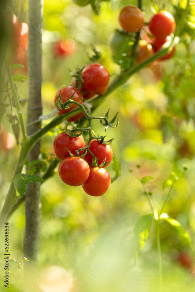 Tasty ripe cherry tomatoes on a vine inside a greenhouse. Shallow depth of field. Ripe tomato plant growing in greenhouse.