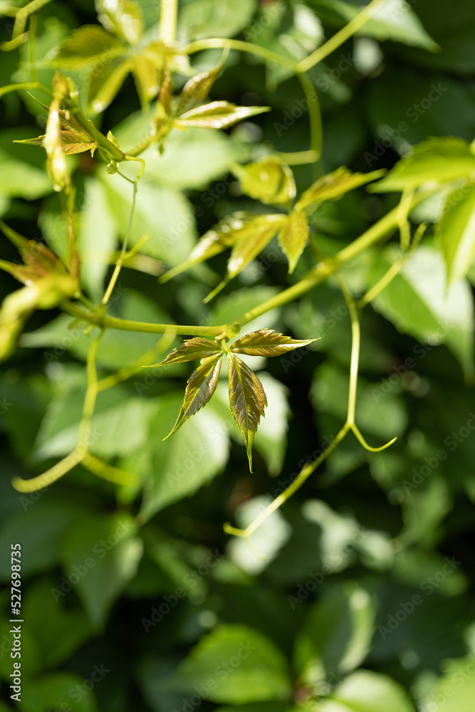 Fresh Green grapes vine on bokeh background Fresh Green grapes vine on bokeh background