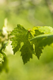 Beautiful grapes leaves in a vineyard. Vineyard background in summer. Beautiful sunny day.
