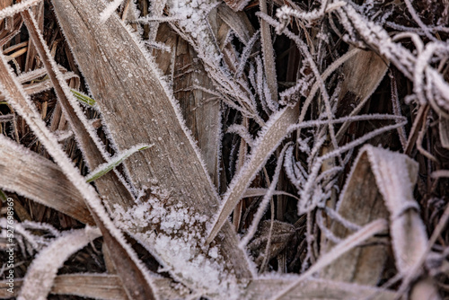The cold winter frost brings death to the plants with ice crystals © reisezielinfo