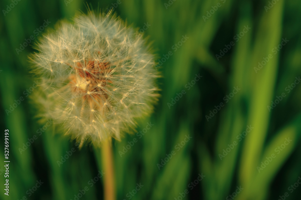 A single dandelion on the bones on the blurred green grass. A fluffy dandelion on a green background for post, screensaver, wallpaper, postcard, poster, banner, cover, website A single dandelion on the bones on the blurred green grass. A fluffy dandelion on a green background for post, screensaver, wallpaper, postcard, poster, banner, cover, website