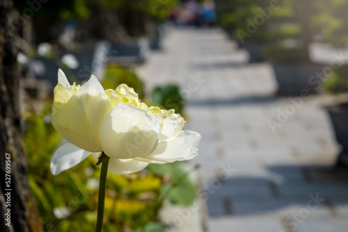 Flor de loto blanco en tranquilo templo budista de la ciudad de Da Nang, en Vietnam photo