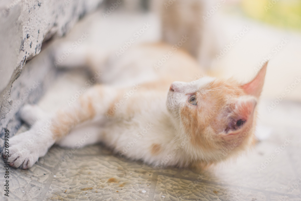 Fototapeta premium Stray street red kitten