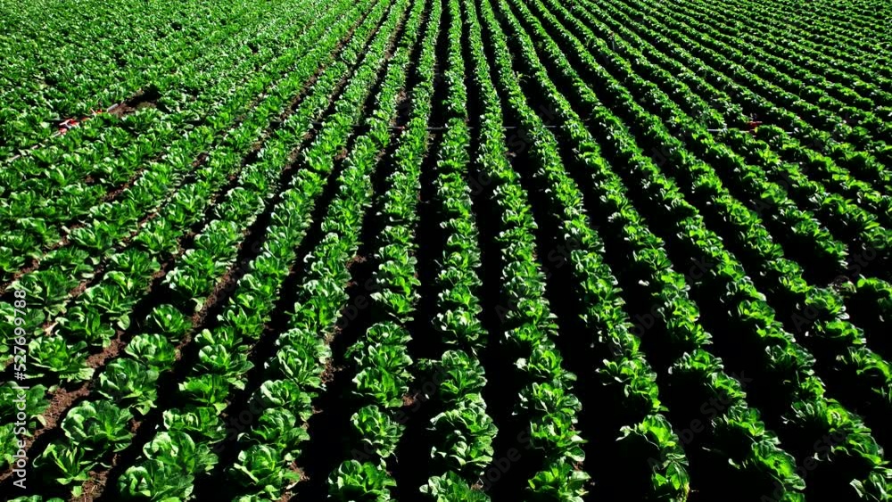 Aerial view. Fresh lettuce in vegetable field. Food industry. Aerial view. Fresh lettuce in vegetable field. Food industry.