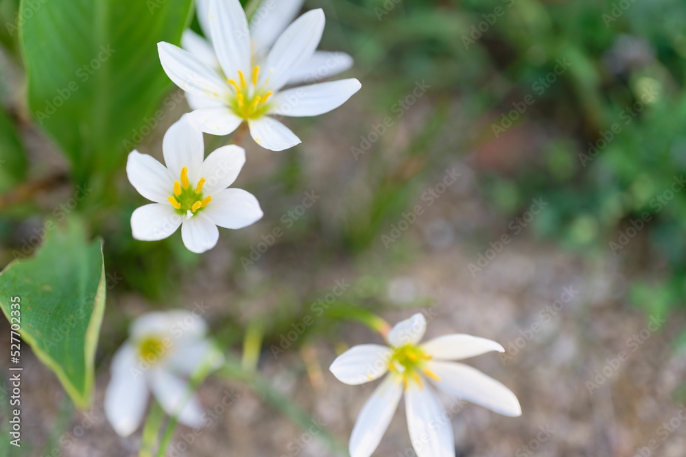 Zephyranthes candida,
autumn zephyrlily, white windflower, white rain lily, and Peruvian swamp lily, is a species of rain lily. Selective focus Zephyranthes candida,
autumn zephyrlily, white windflower, white rain lily, and Peruvian swamp lily, is a species of rain lily. Selective focus