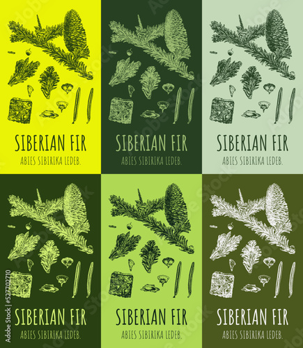 Set of vector drawing of Siberian fir in various colors. Hand drawn illustration. Latin name ABIES SIBIRIKA LEDEB. photo