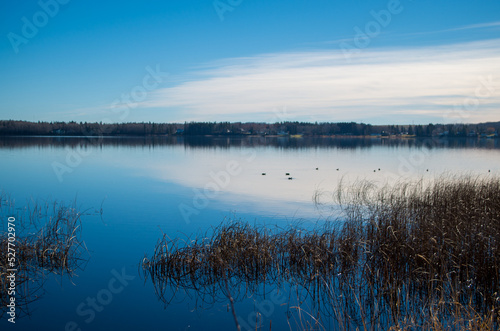 birds and reeds on a lake