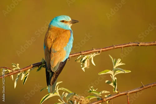Obraz Kraska (Coracias garrulus)