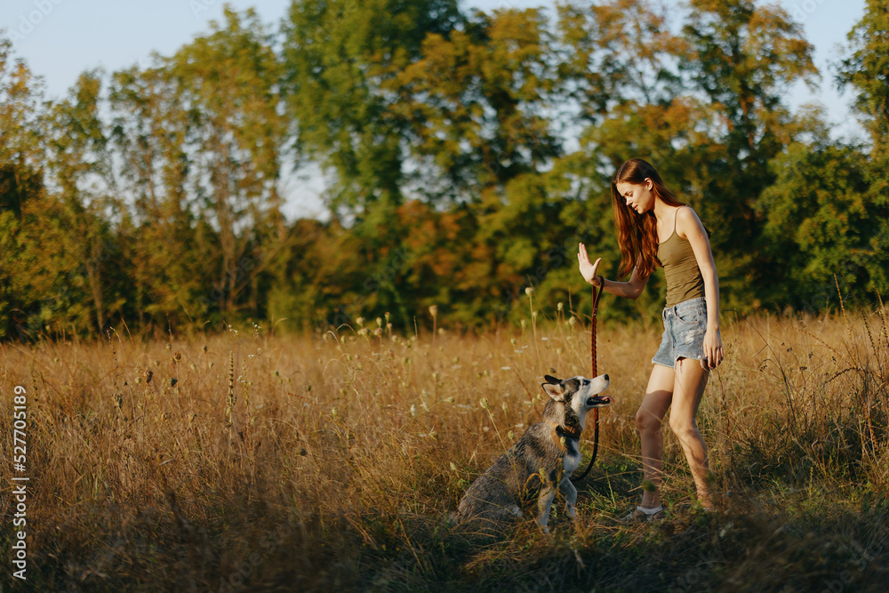 A woman plays and dances with a husky breed dog in nature in autumn on a grass field, training and training a young dog