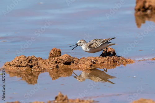 A Western Sandpiper standing on a mud mound calling out with a curved up upper bill just prior to flight. photo