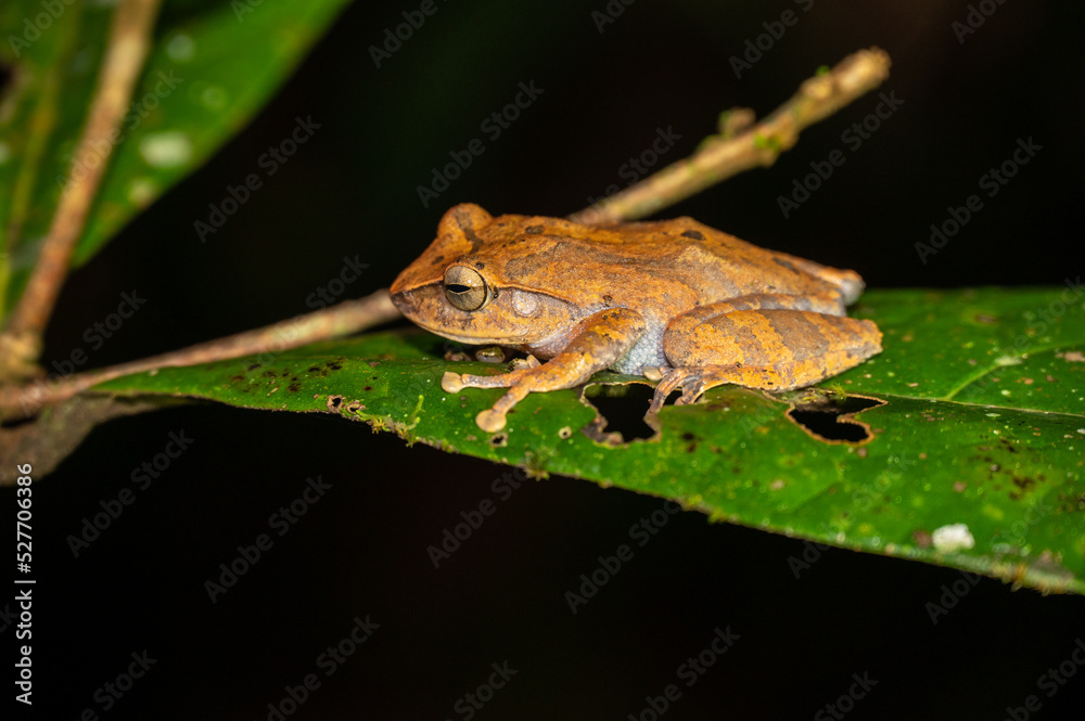 Polypedates cruciger (Common Hour-glass Tree Frog), endemic species to Sri Lanka, near Runakanda / Sinharaja-Rainforest Polypedates cruciger (Common Hour-glass Tree Frog), endemic species to Sri Lanka, near Runakanda / Sinharaja-Rainforest