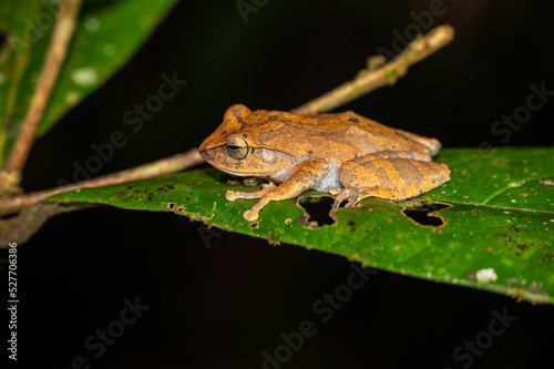 Polypedates cruciger (Common Hour-glass Tree Frog), endemic species to Sri Lanka, near Runakanda / Sinharaja-Rainforest photo