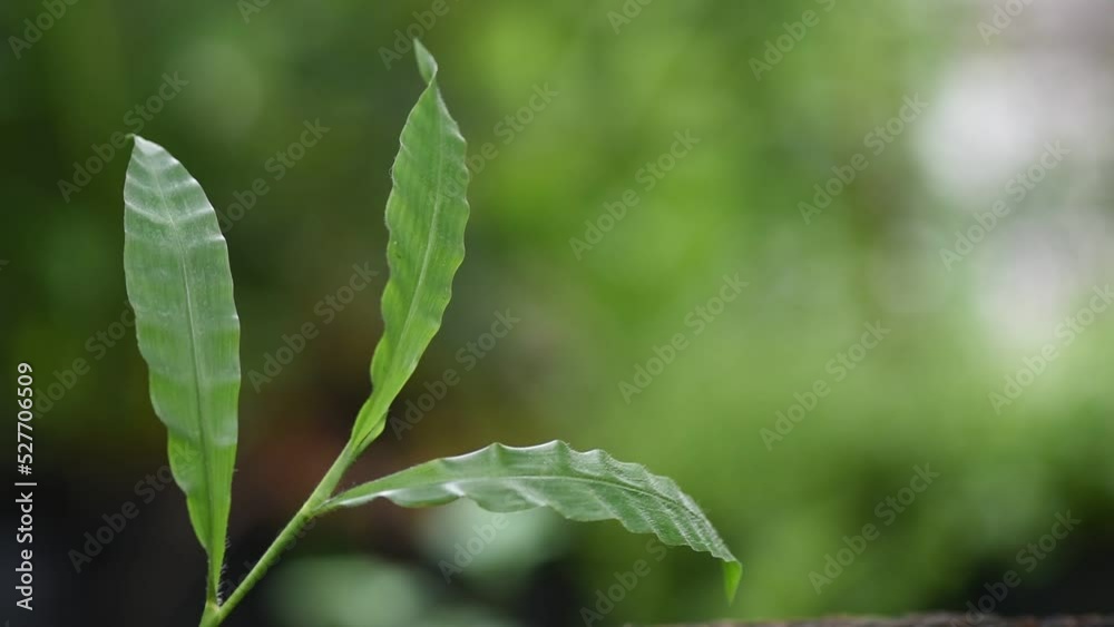 Centotheca lappacea branch green leaves on nature bacckground. Centotheca lappacea branch green leaves on nature bacckground.