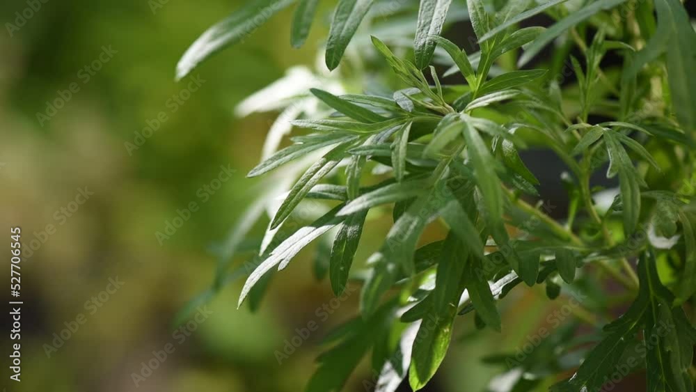 Mugwort branch green leaves on nature background. Mugwort branch green leaves on nature background.