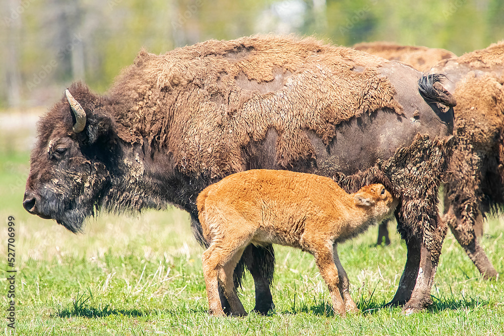 Fototapeta premium bison feeding her calf