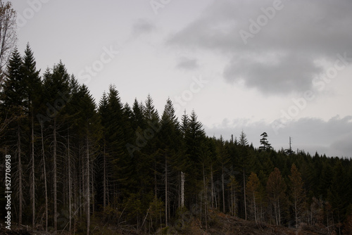 clouds in the forest