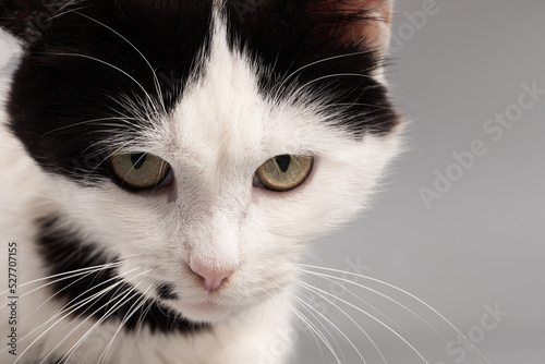 black and white kitten face, angry pet.