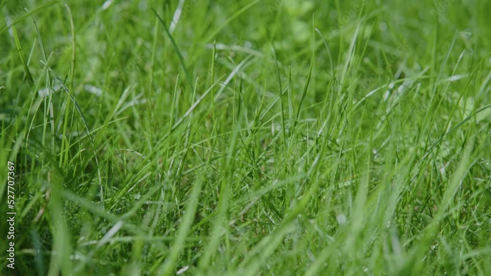 morning dew on fresh green grass lit sunlight on water drops on blades of grass. morning dew on fresh green grass lit sunlight on water drops on blades of grass.