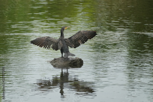 cormorant in a pond