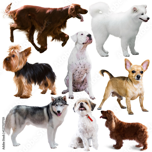 Fototapeta Naklejka Na Ścianę i Meble -  Set of dogs and puppies of different breeds, isolated on white background ..