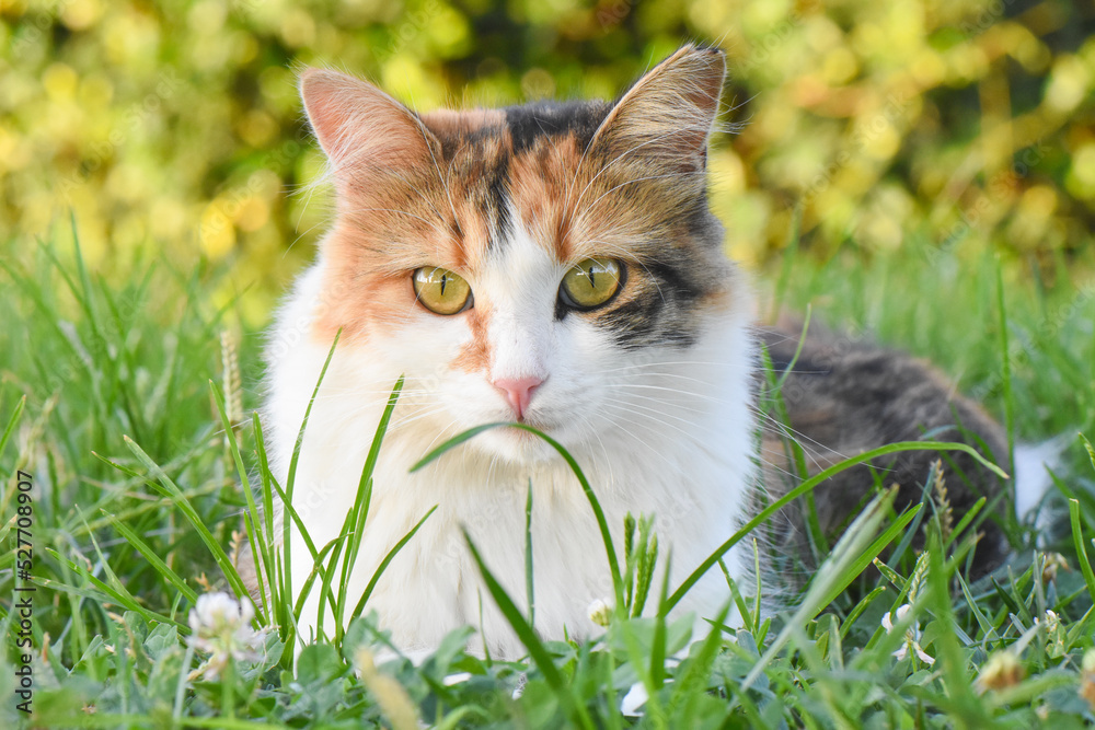 Beautiful cat sitting on green grass, and looking at the camera