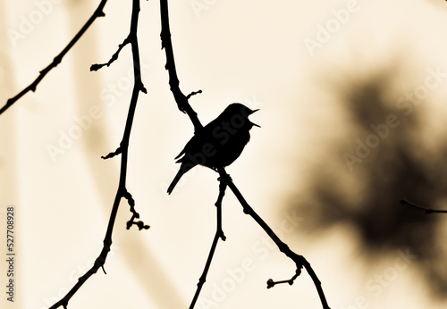 Photo Redbreast - Robin singing on a branch of tree, silhouette