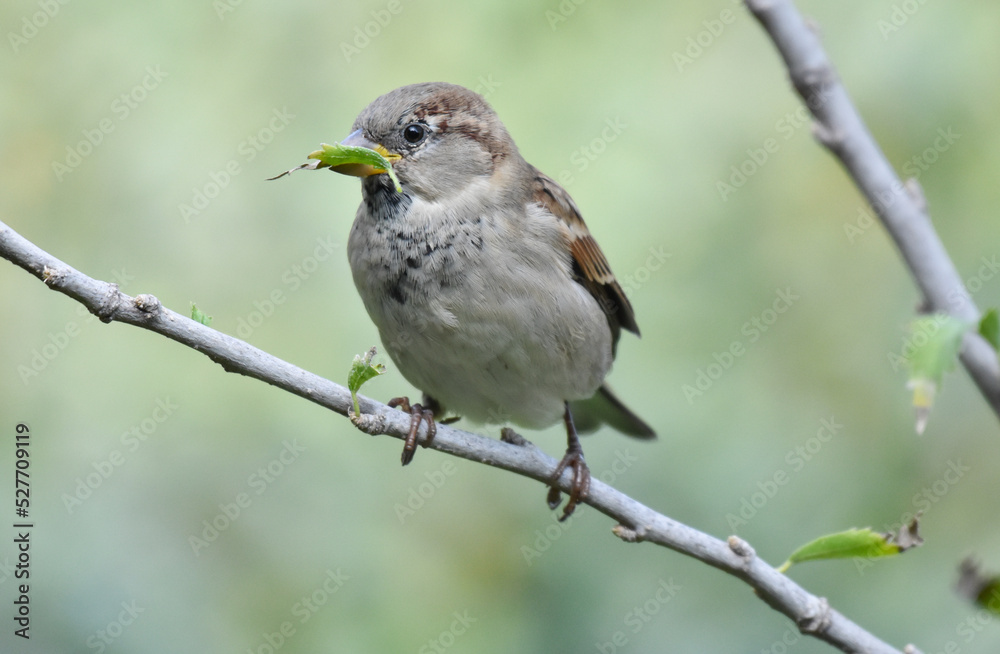  Sparrow standing on a tree branch