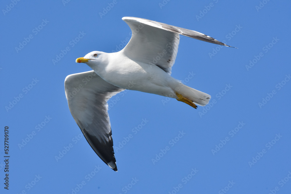 Seagull flying with open wings over blue sky. Seagull flying with open wings over blue sky.