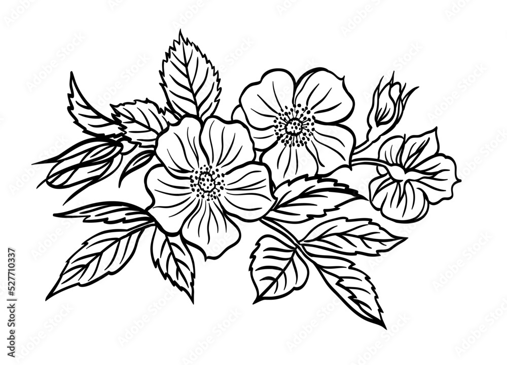 Blossoming wild rose vignette, black and white outline vector illustration, decor for frames, invitations, postcards, etc.