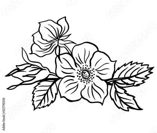 Blossoming wild rose vignette  black and white outline vector illustration  decor for frames  invitations  postcards  etc.