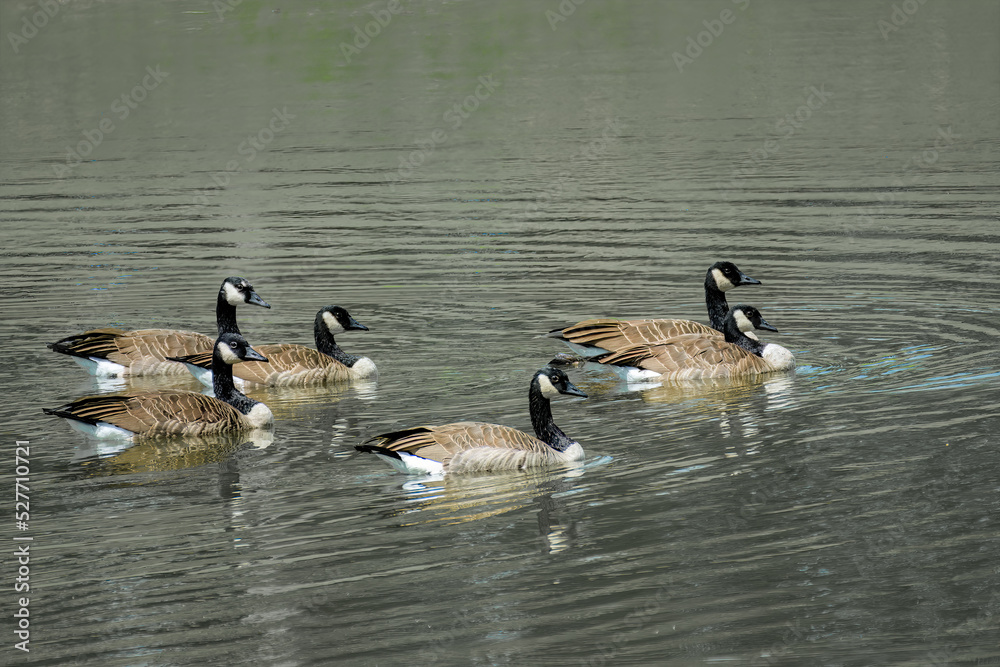 Canada Goose swimming at Cole Park Lake in Upstate NY. Canada Goose swimming at Cole Park Lake in Upstate NY.