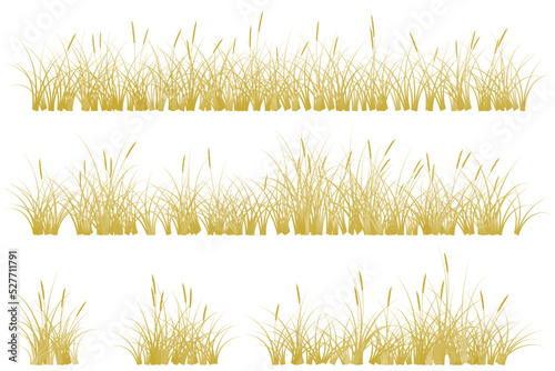 brown reeds grass. autumn grass