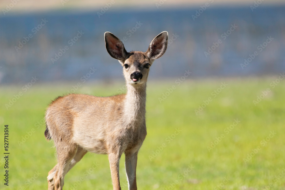 A curious baby deer in an open clearing A curious baby deer in an open clearing