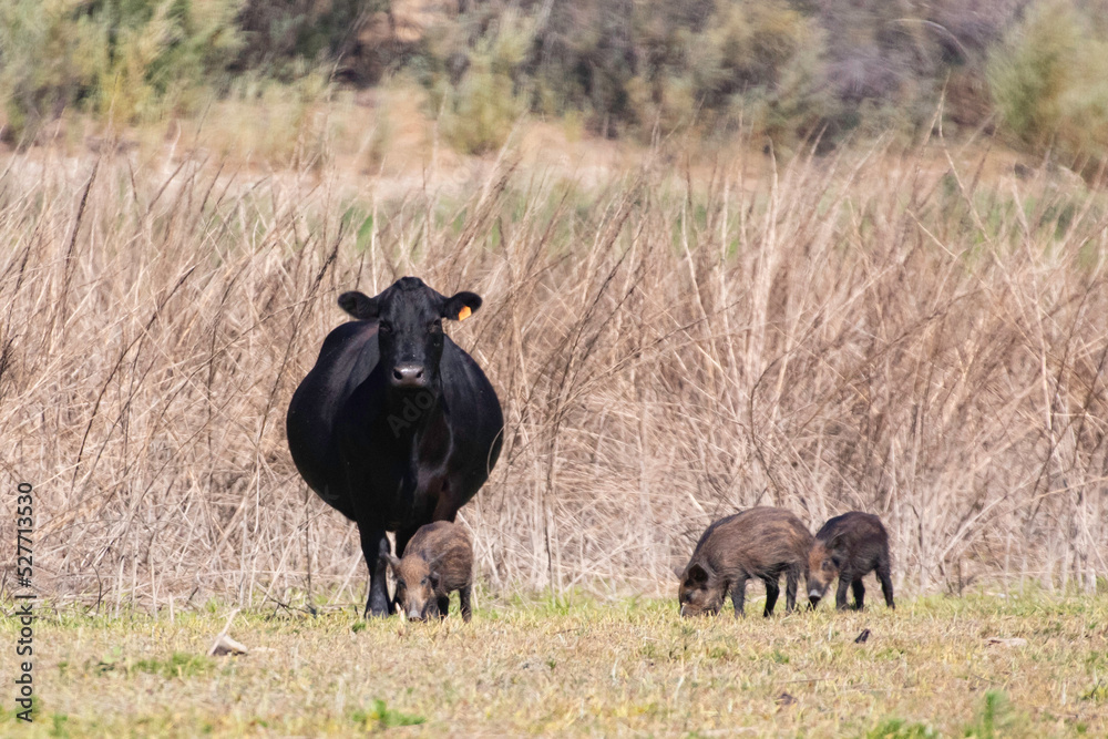 A cow looking over boar piglets A cow looking over boar piglets