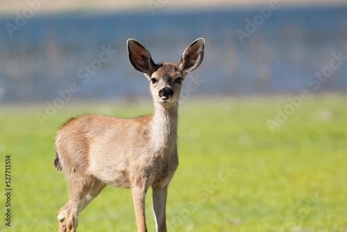 A curious baby deer in an open clearing