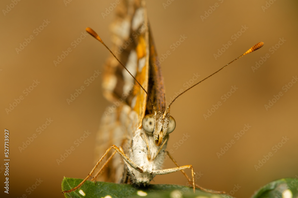 Obraz premium De frente para borboleta