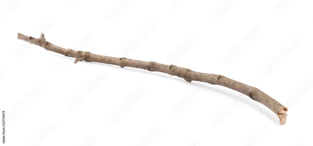 Old dry tree branch isolated on white Old dry tree branch isolated on white