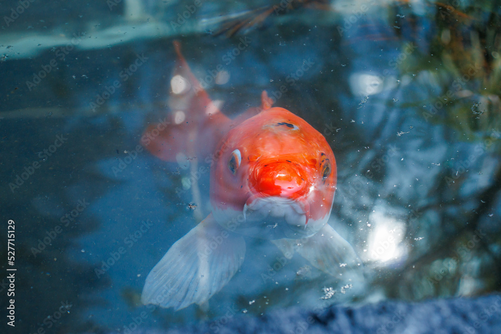 orange carp in a pond looking directly at the camera with reflection