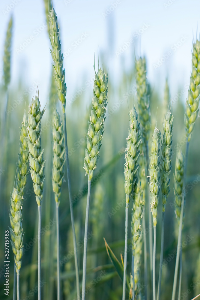 Fresh ears of young green wheat on nature in summer field.