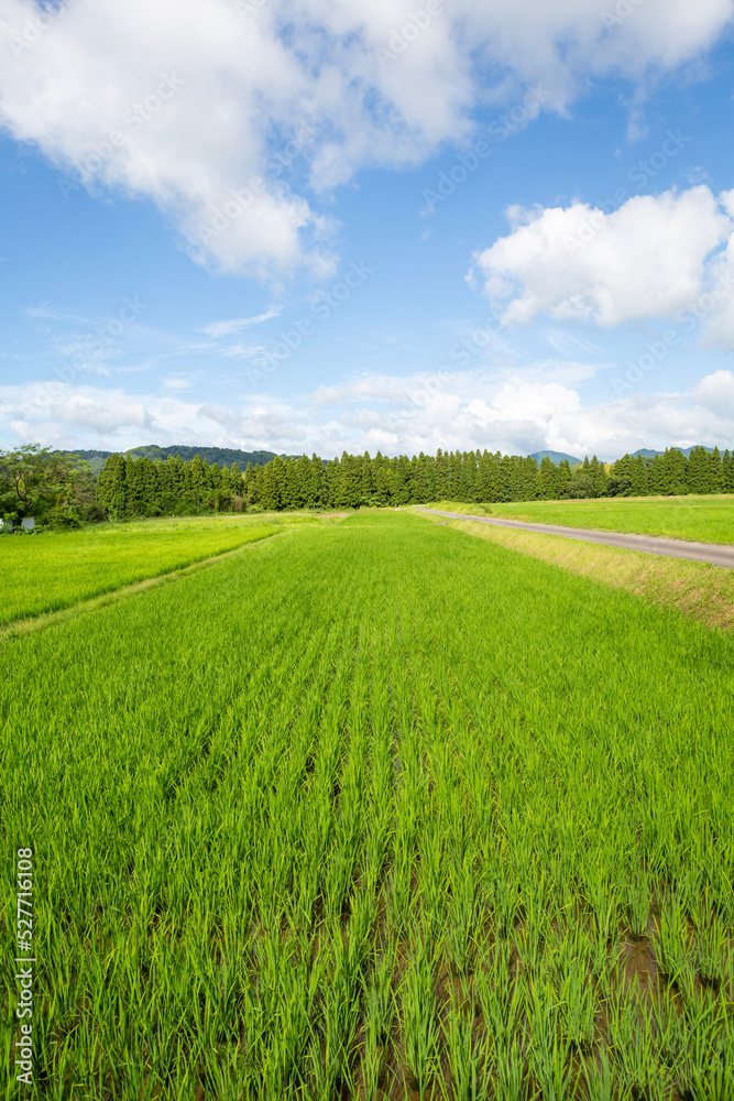 Naklejka premium 姶良市永瀬の田園地帯 