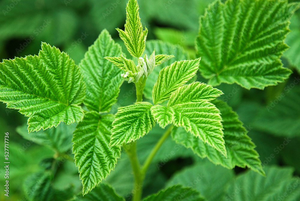 Raspberry plant green leaves in the garden Raspberry plant green leaves in the garden