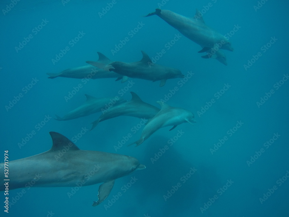 Fototapeta premium Swim with dolphin in Chuuk, Micronesia Chuuk state of Federated States of Micronesia.