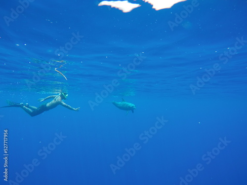 Swim with dolphin in Chuuk  Micronesia Chuuk state of Federated States of Micronesia.